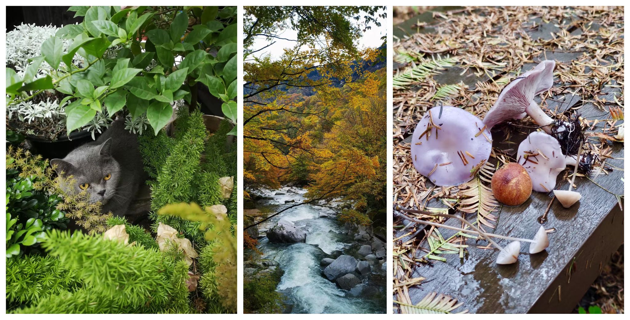 太阳成集团tyc122cc